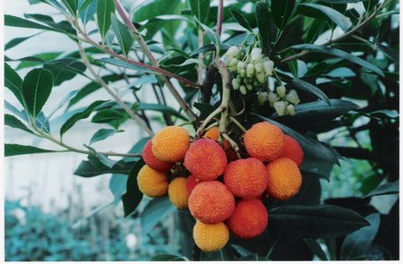 Arbutus x Andrachoides